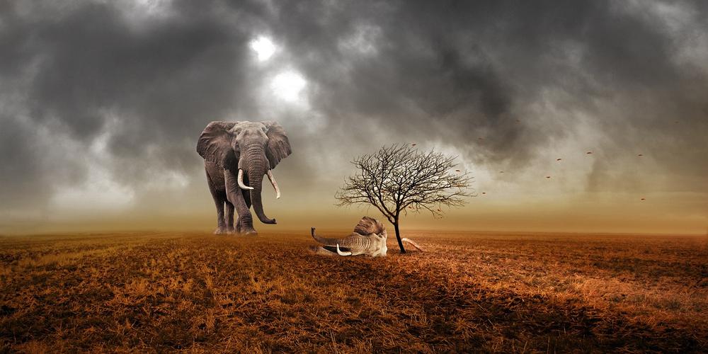 Decoding the Symbolism in Dreaming of Dead Elephants