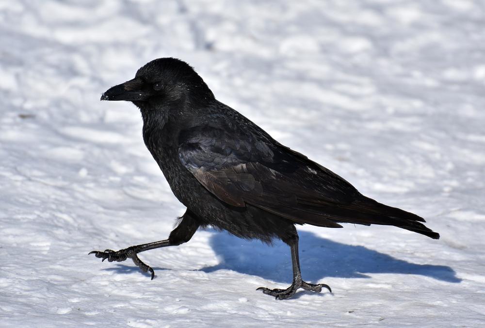 Decoding the Wisdom and Messages Behind Repeated Rendezvous With Ravens