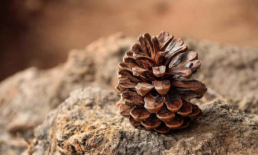 Pine Cones and Their Connection to Third Eye Chakra