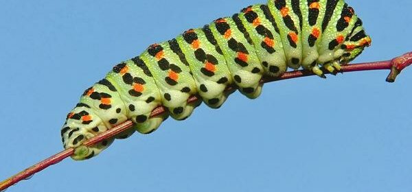 What Is the Spiritual Meaning of Caterpillar