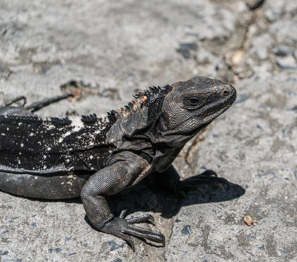 Black Lizard as a Symbol of Protection and Defense