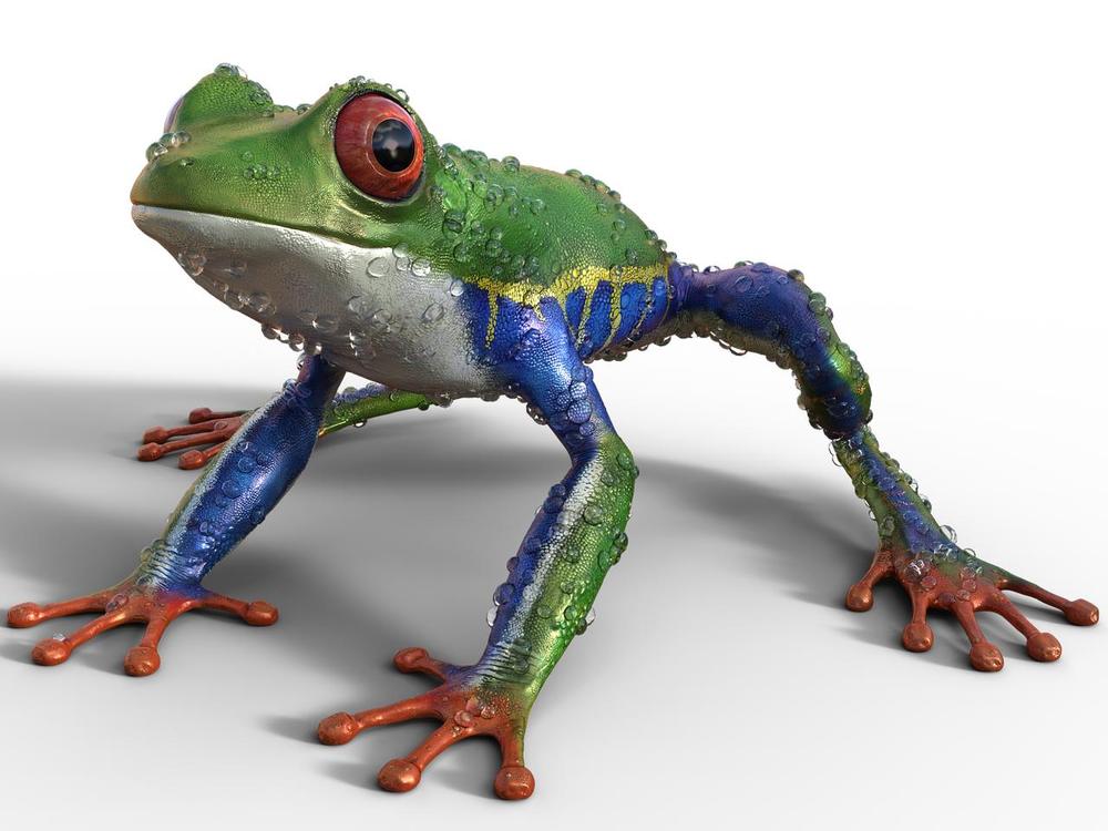 The Symbolic Meaning of a Frog at Your Front Door