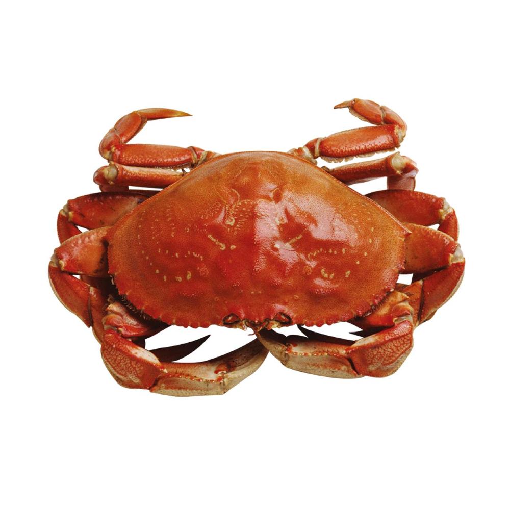 Spiritual Lessons From Crab Behavior