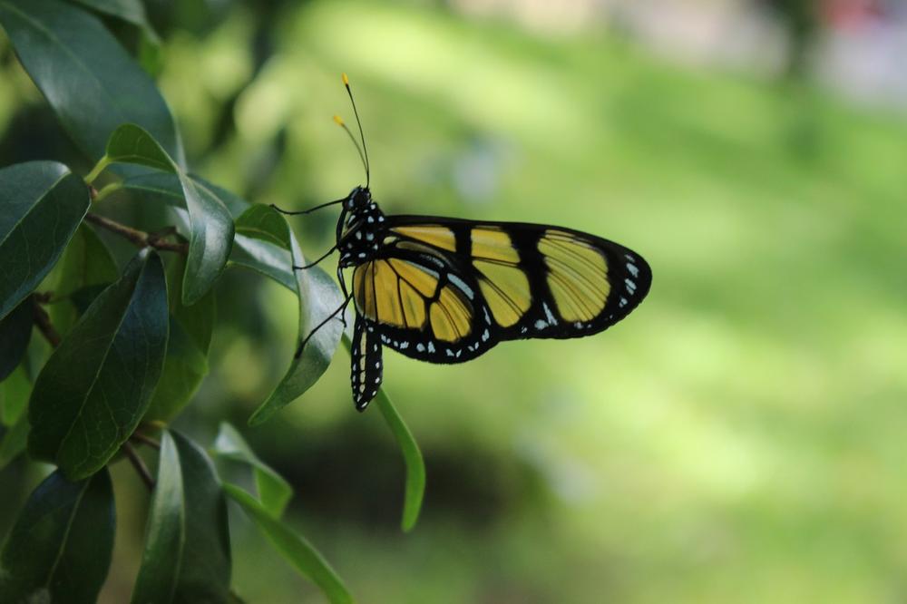 The Symbolic Significance of Butterfly Dreams