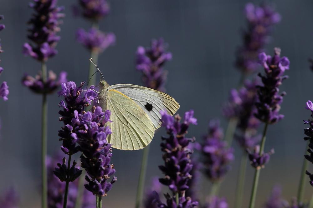 The Essence and Symbolism of the White Butterfly