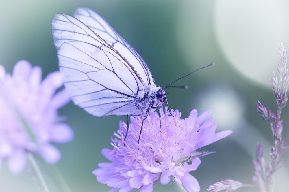 White Butterflies as Divine Messengers and Symbols of Hope and Love