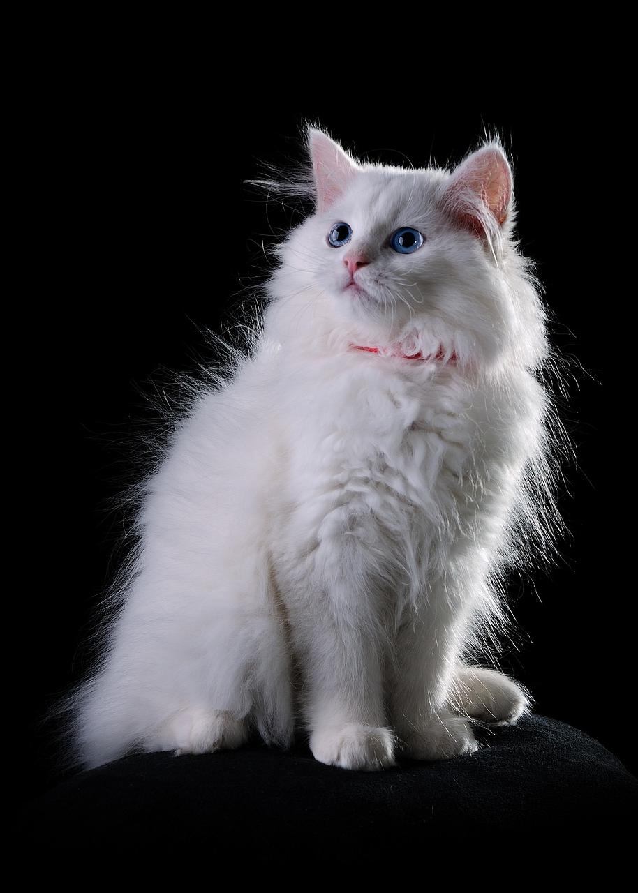 Unveiling the Profound Symbolism Behind a White Cat's Presence