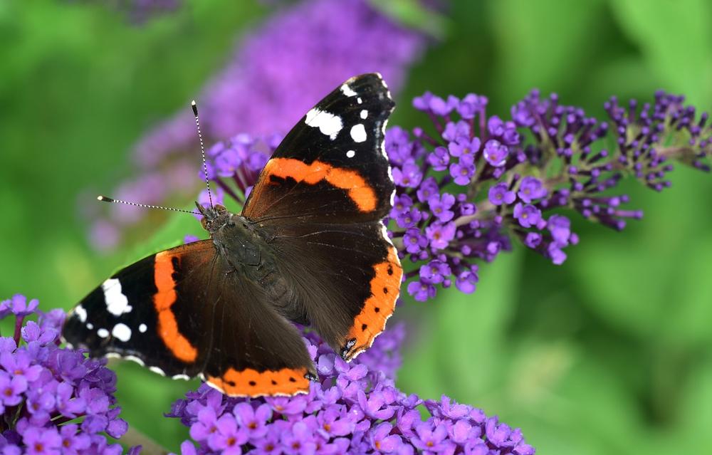 The Red Admiral Butterfly as a Spiritual Mentor