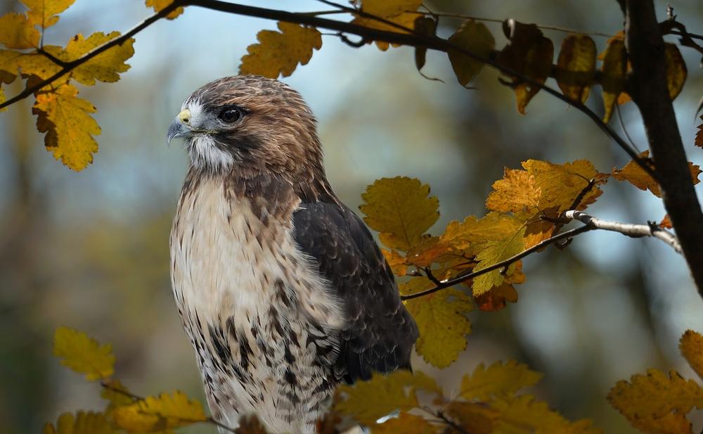 Exploring the Sacred Symbolism and Spiritual Significance of the Red-Tailed Hawk