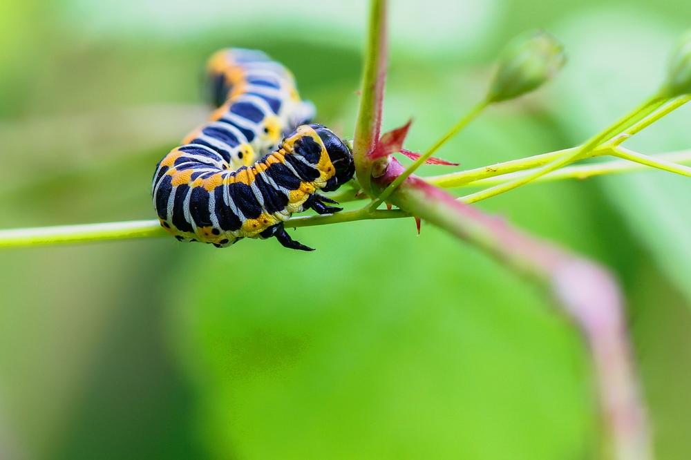 Meaning and Symbolism of the Caterpillar as Spirit Animal