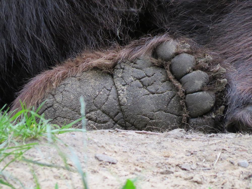 Meaning of Bear Tracks in Native American Culture