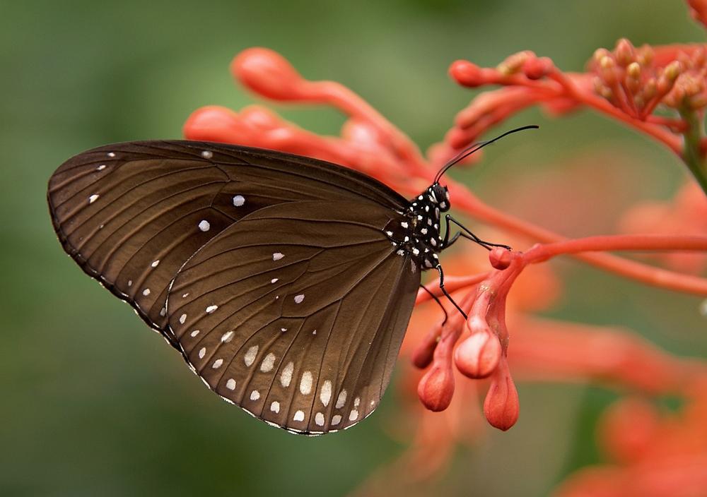 What Do Butterflies Symbolize? (Spiritual Meanings)