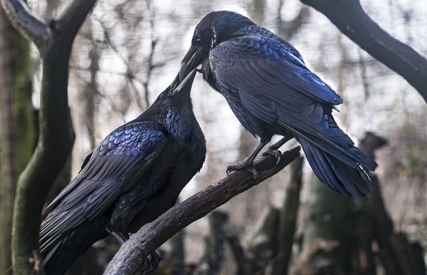 What Is the Spiritual Meaning of Ravens
