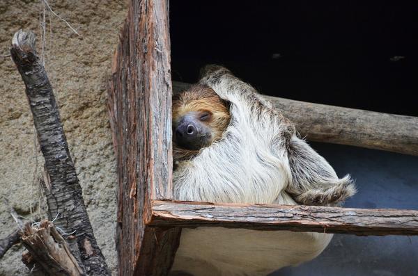 What Is the Spiritual Meaning of a Sloth