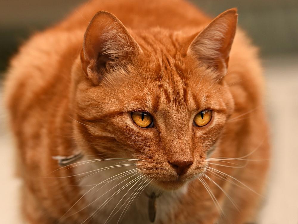 Brown Cat as a Symbol of Intuition and Mysticism
