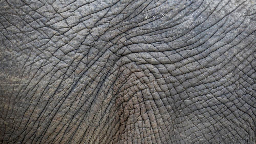 Elephant Skin in Shamanic and Indigenous Spiritual Practices