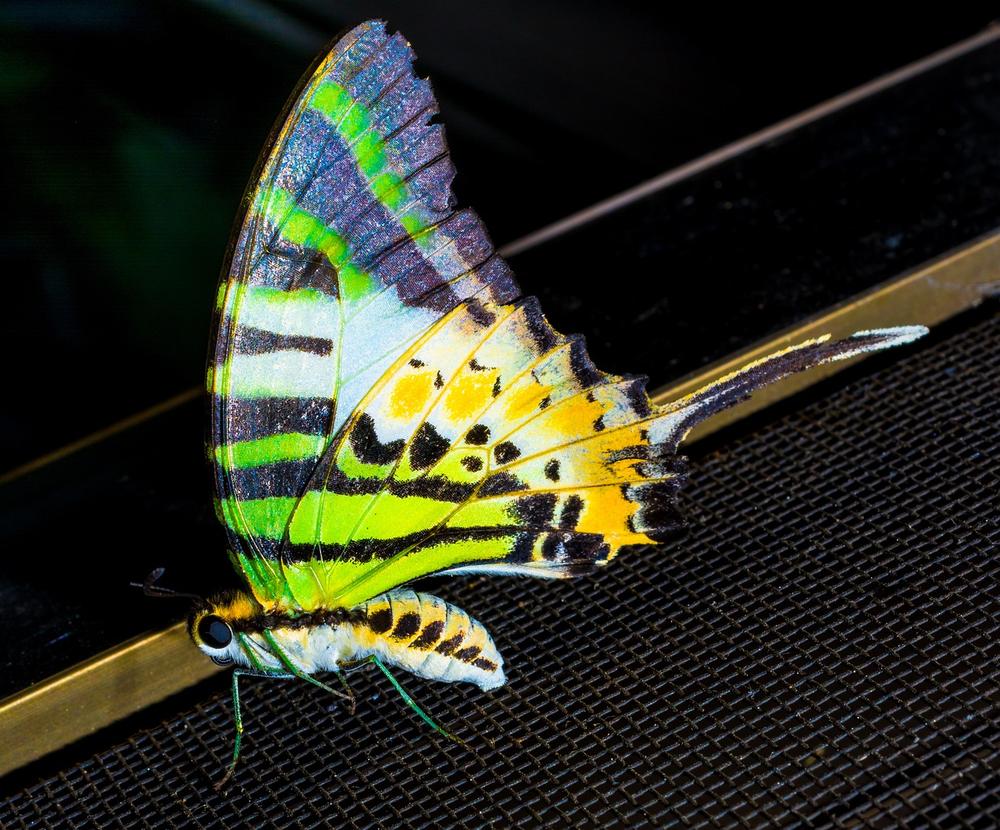 Understanding the Phenomenon of Spiritual Butterflies
