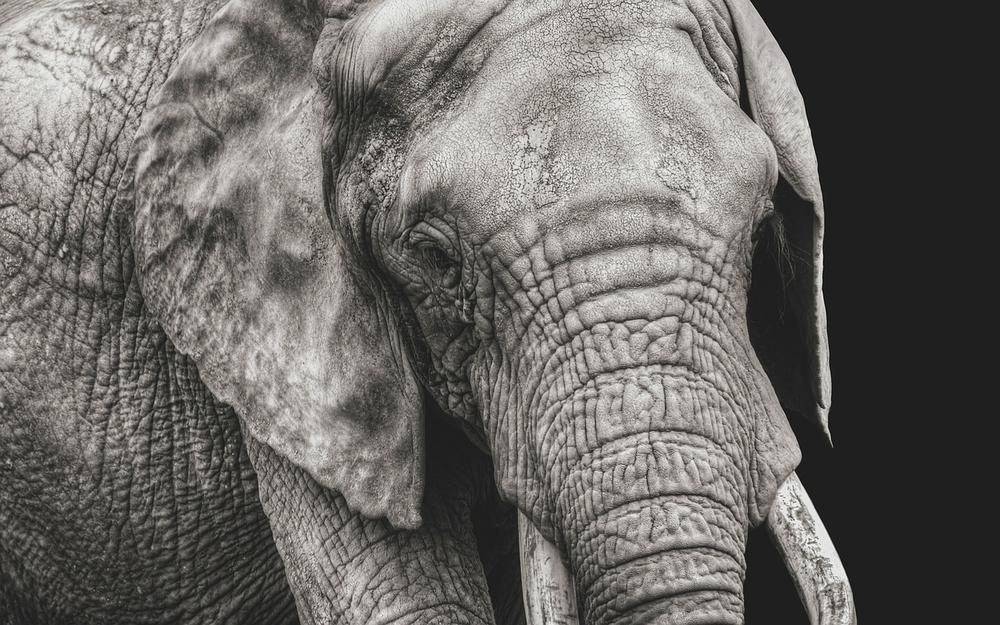 The Symbolic Significance of the White Elephant in Different Religions