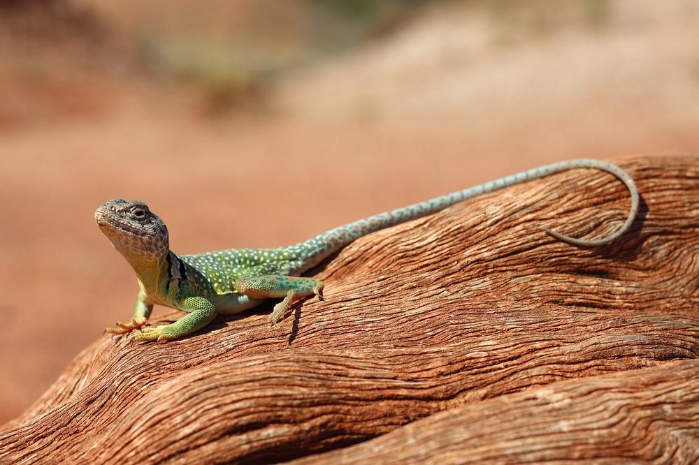 Lizard Appearances in Dreams and Their Significance