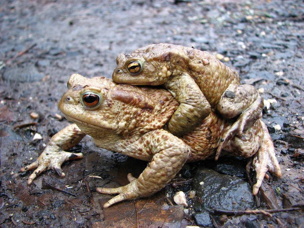 Harnessing the Power of Frog Toad Energies in Your Spiritual Journey