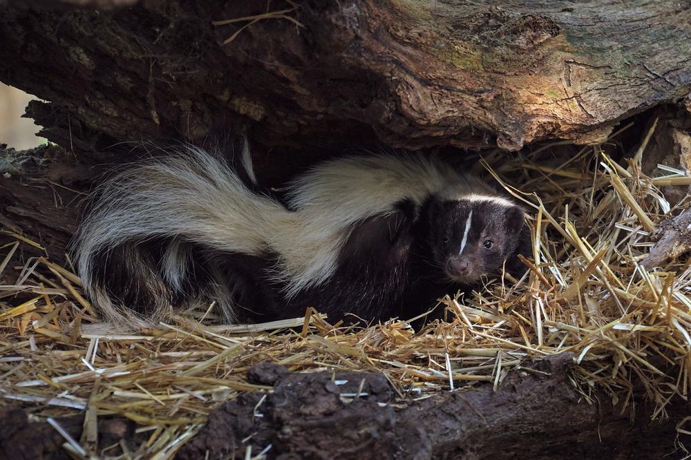 Intuition and Trusting Your Senses: Lessons From Skunks