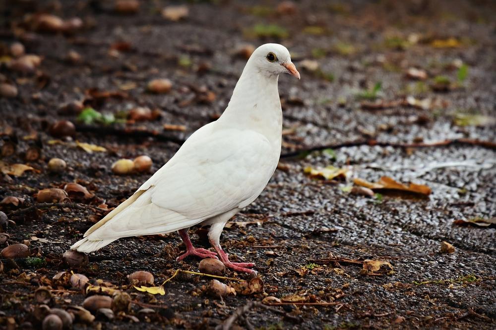 The Spiritual Meaning of White Doves in Native American Beliefs
