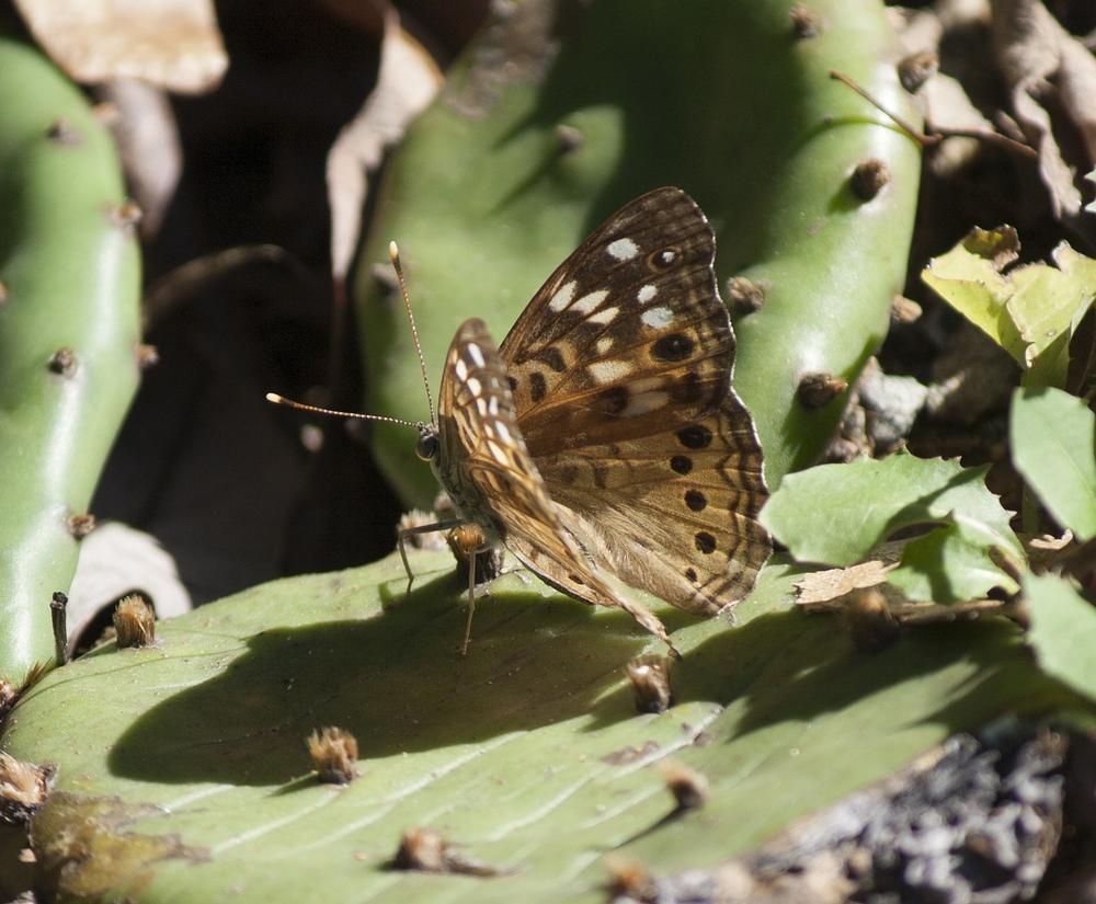 The Hackberry Emperor Butterfly's Spiritual Symbolism and Transformational Power