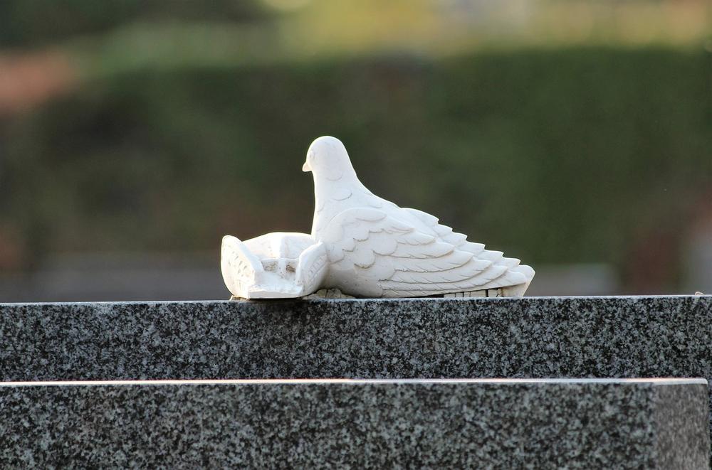 Understanding the Spiritual Significance of Seeing a White Dove