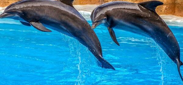 Christian Spiritual Meaning of Dolphins