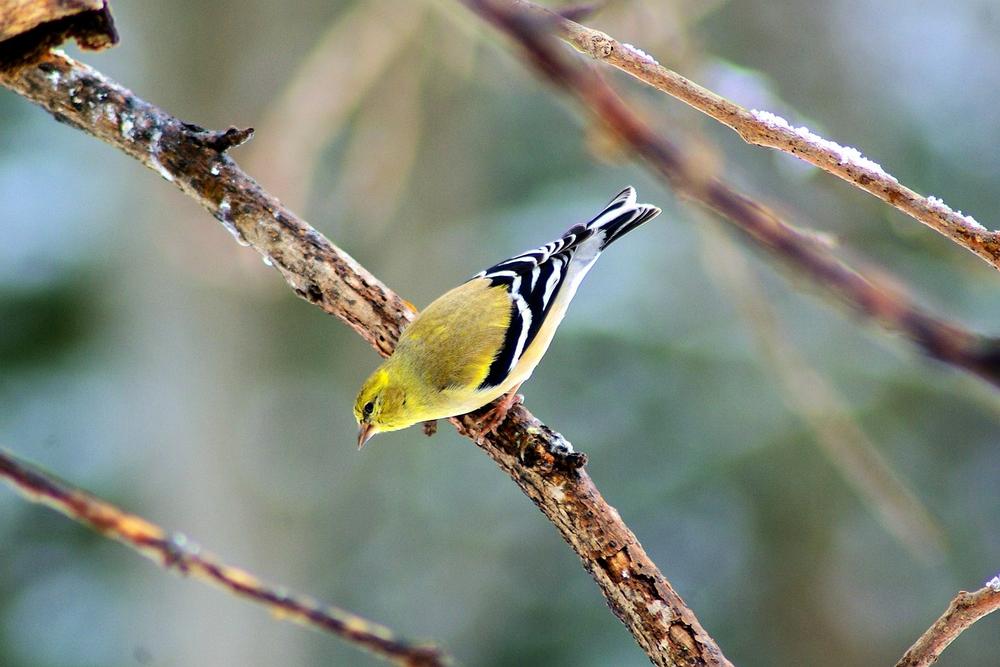 Cultural Interpretations of the Yellow Finch