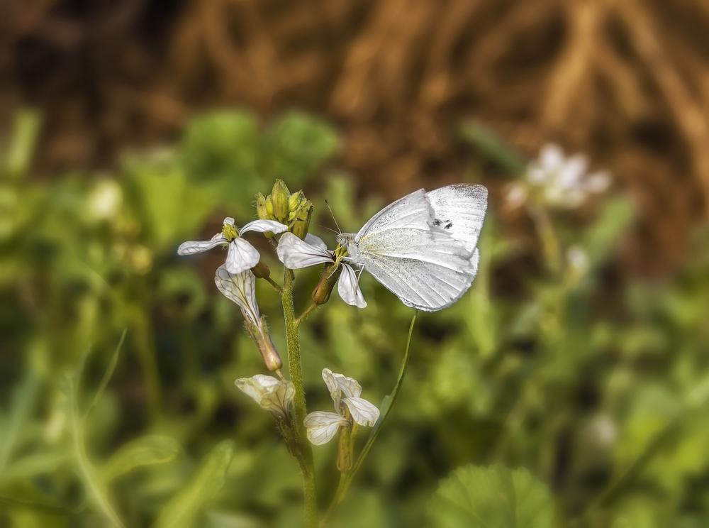What Does It Mean When a White Butterfly Lands on You