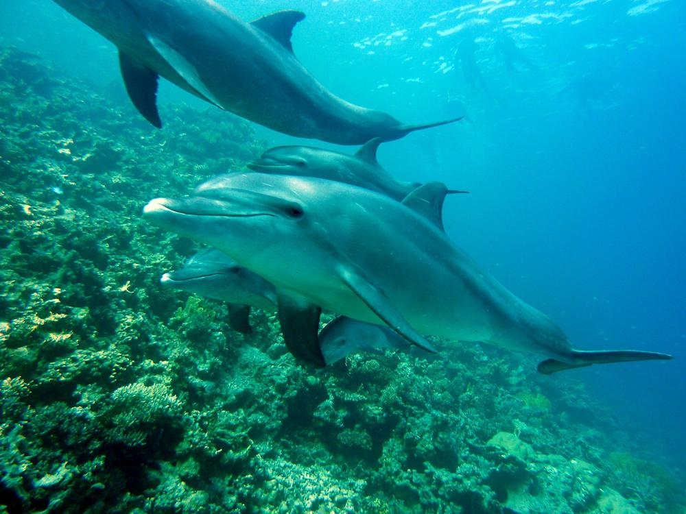 Are There Any Special Stories or Legends About Dolphins in Christianity?