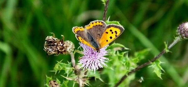 Small Copper Butterfly Spiritual Meaning
