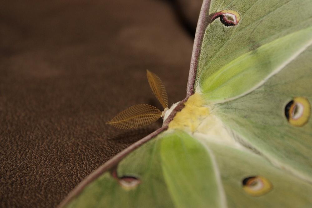 Interpreting the Spiritual Message Behind a Butterfly Moth's Sudden Landing