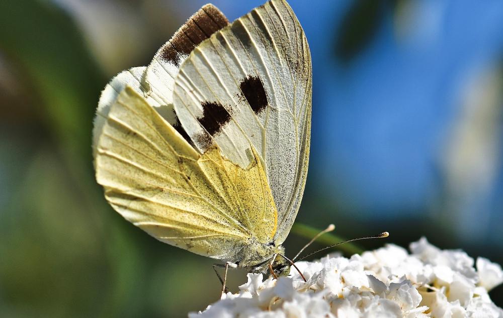 The Divine Message and Symbolism of White Butterflies in Biblical Interpretation