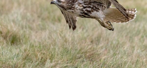 Red Tailed Hawk Spiritual Meaning