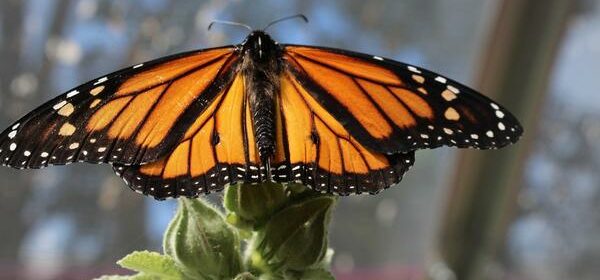 Monarch Butterfly Spiritual Animal
