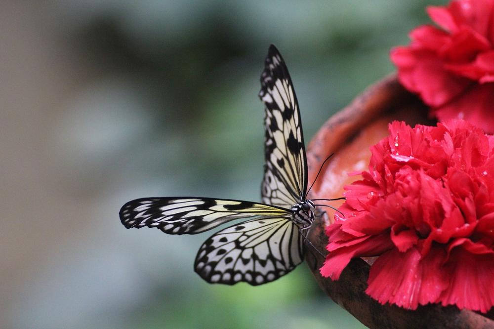 Decoding the Spiritual Messages of Butterflies