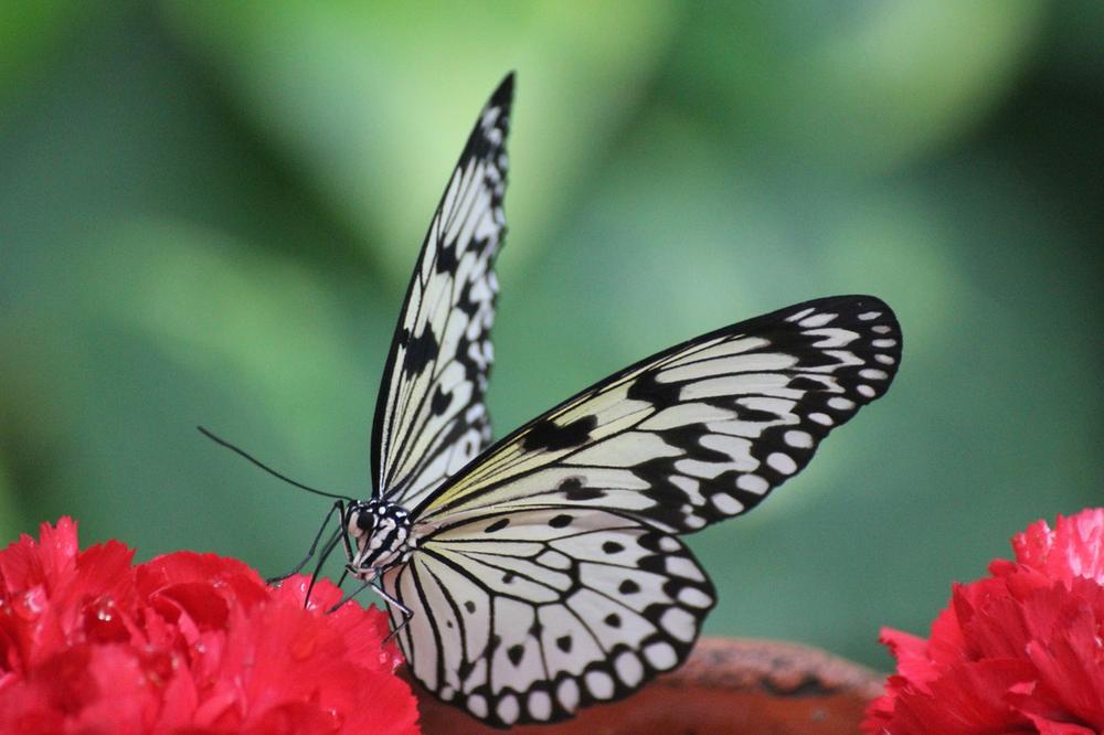 Embracing the Spiritual Meaning of a Butterfly in Your House