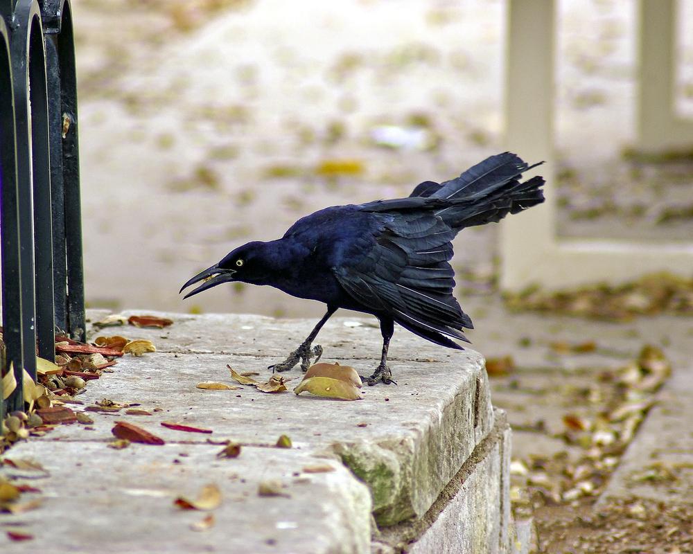 Grackle Encounters and Omens