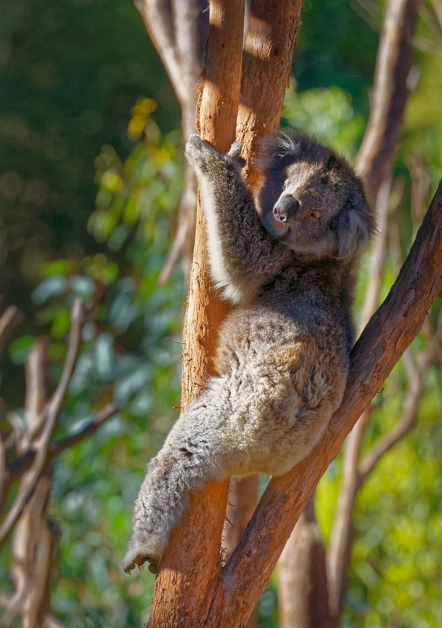 Exploring Additional Meanings of Koala Bears