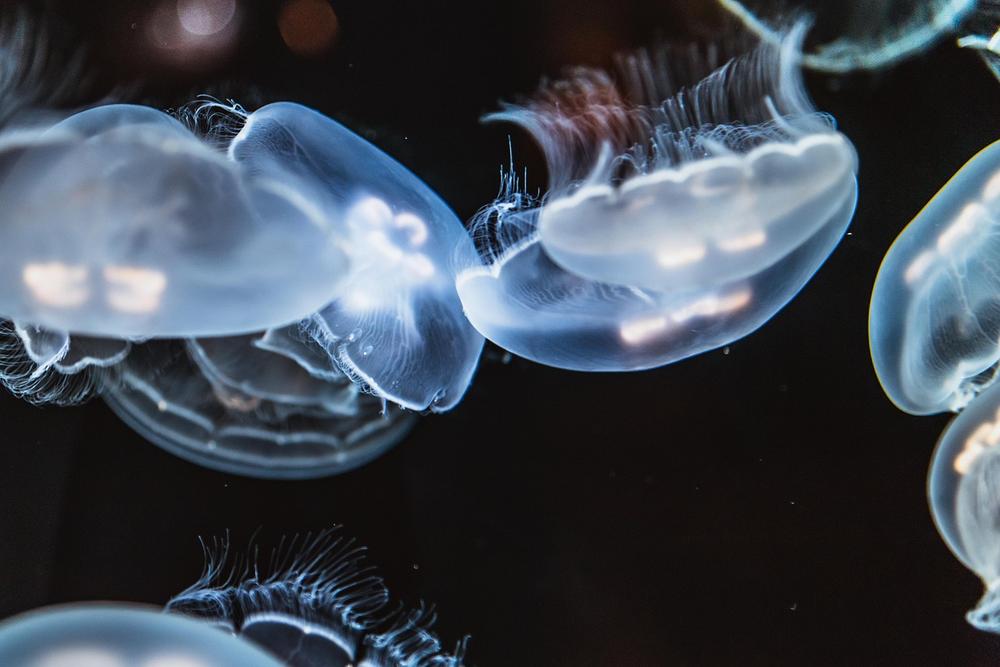The Inner Radiance of Jellyfish Symbolism
