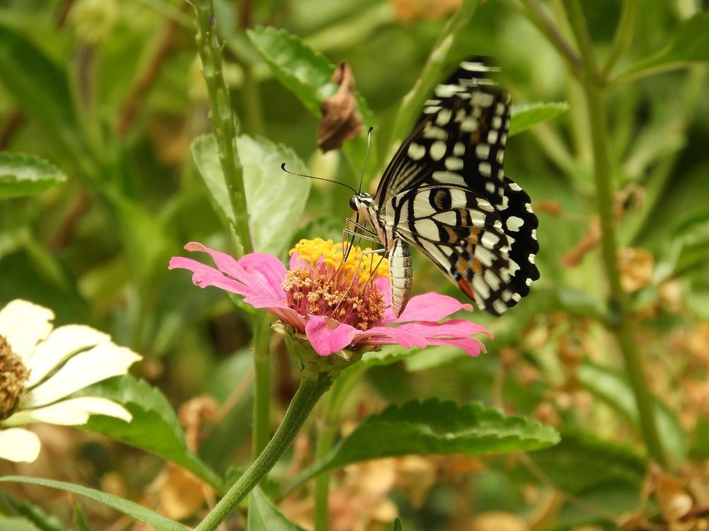 The Black and Yellow Butterfly’s Meaning for Spirituality