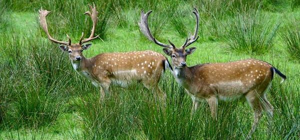 Spiritual Meaning of Hitting a Deer