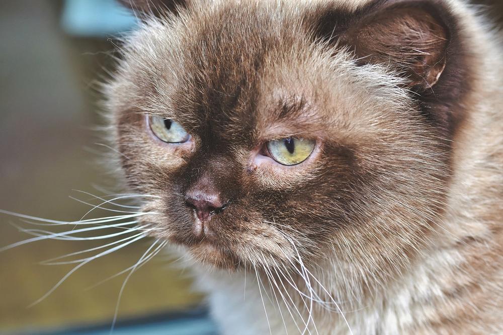 Unraveling the Enigmatic Origins and Deep Spiritual Connection of Abyssinian Cats