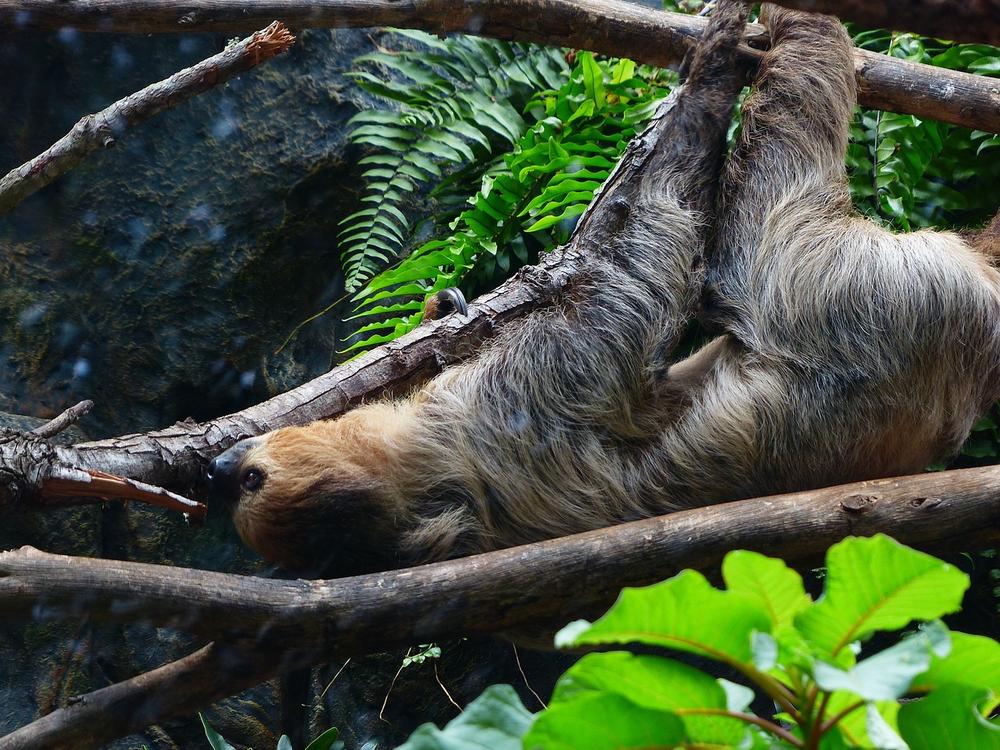 The Symbolism of the Sloth Spirit Animal Totem