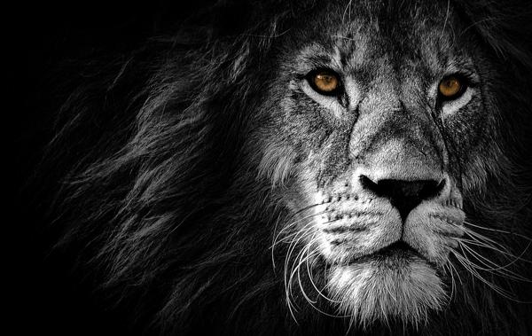 Black Lion Spiritual Meaning & Symbolism: Fearlessness!