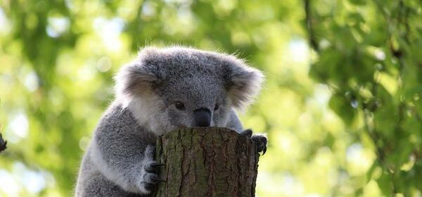Koala Bear Spiritual Meaning