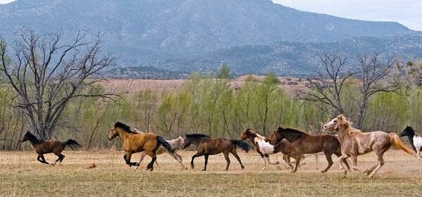 Spiritual Meaning of Seeing Herd of Wild Horses