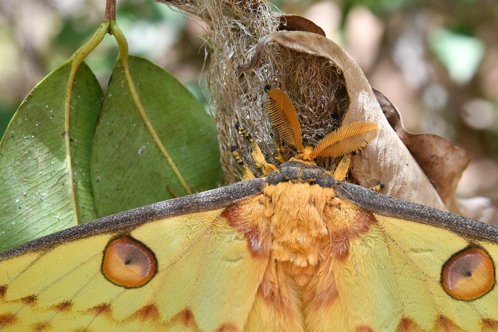 Understanding the Significance of a Moth's Landing: A Spiritual Perspective